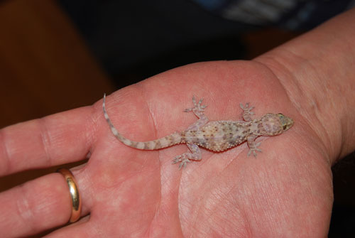 A Geico saved from Saki’s claws