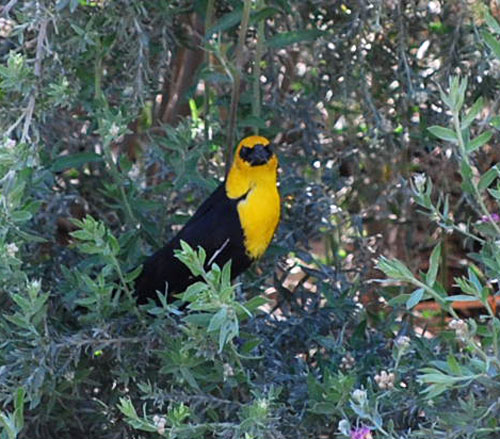 Yellow-Headed Blackbird