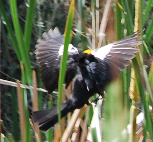 A Yellow-Head Blackbird Landing