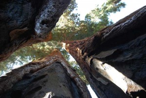 Sequoias in Sequoia National Park - Awesome! Awesome, breath taking trees