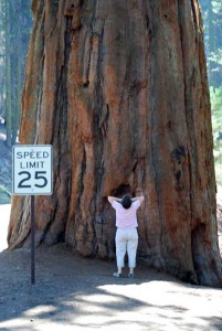 Admiring the tree I couldn\'t have enough of those huge Sequoia trees