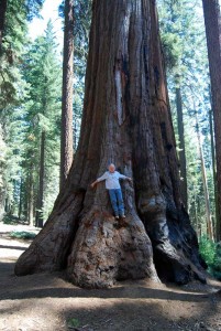 A sense of how large the Sequoia trees are Joe on a Sequoia tree
