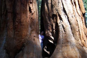 Close Inspection of the big trees Those Sequoia trees are really amazing