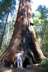 My first encounter with a Sequoia tree Wow it is so big and tall, amazing
