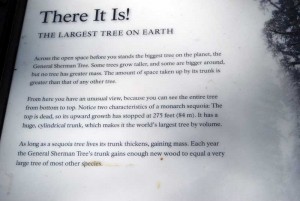 General Sherman Tree The largest tree of them all