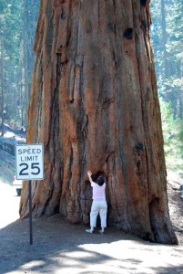 Where does this Sequoia End? I can\'t even see where this Sequoia ends!