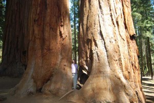 Wow those Sequoia are really impressive Very impressive indeed, when you stand near the Sequoia trees