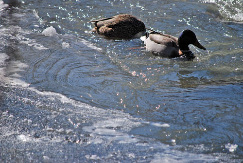 Aren't they cold those duckies?