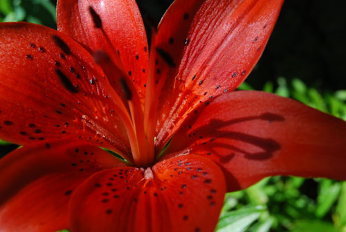 Lily Up Close