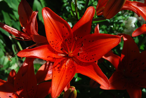 Oh Lily Aint she beautiful?