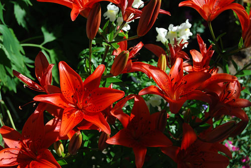 Pretty in Red